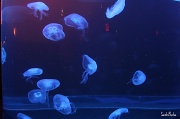23rd Jun 2012 - Jelly fish