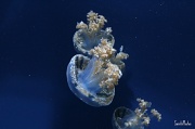 24th Jun 2012 - Jelly fish