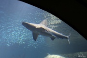 25th Jun 2012 - Shark