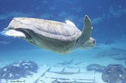30th Jun 2012 - Sea Turtle