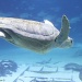 Sea Turtle by stcyr1up