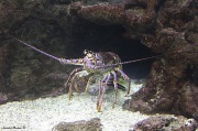 1st Jul 2012 - Spiney Lobster