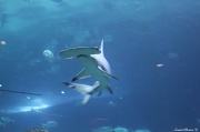 2nd Jul 2012 - Hammerhead Shark