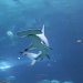 Hammerhead Shark by stcyr1up