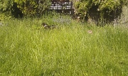 30th Jun 2012 - Overgrown Garden - Neglected by Previous Owners