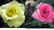 4th Jul 2012 - Roses in our rose garden