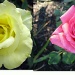 Roses in our rose garden by rrt
