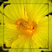 4th Jul 2012 - yellow hibiscus