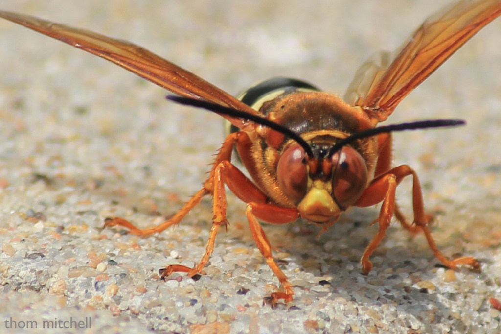 “Got cicadas?” by rhoing