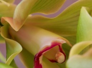 4th Jul 2012 - Mama's orchid
