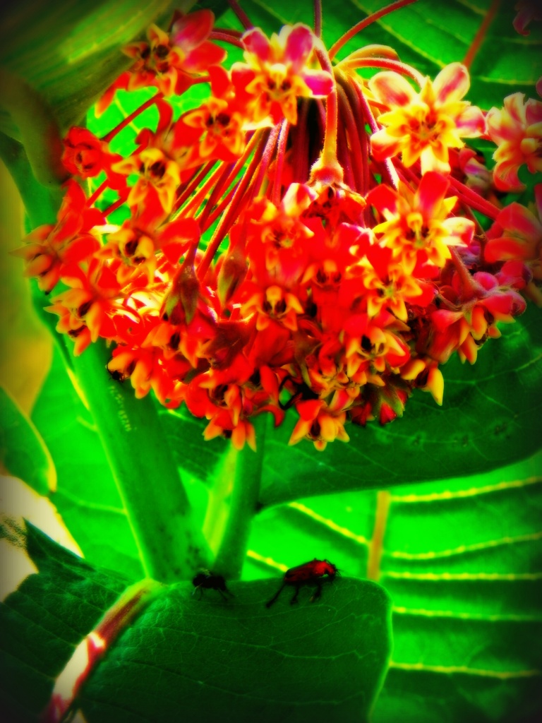 Milkweed+2bugs by edorreandresen