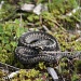 Common European viper (Vipera berus) - Kyy IMG_5193 by annelis