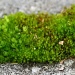 Moss by nicolecampbell