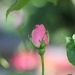 Rose Bud by hjbenson