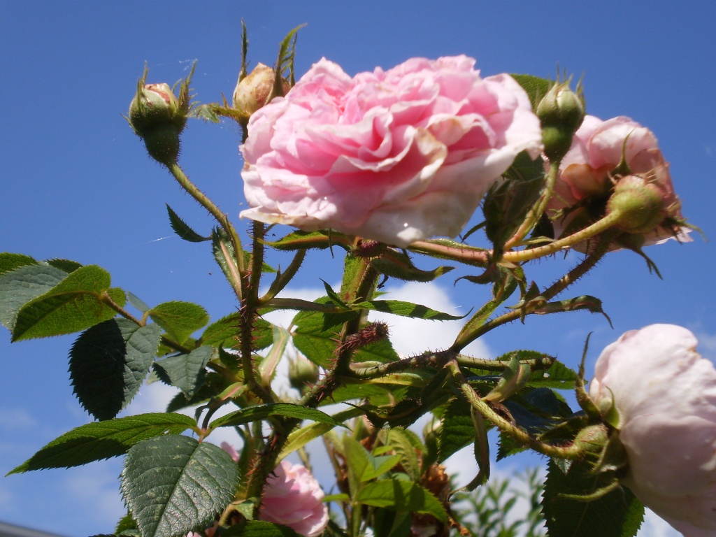 Blue sky ,pink rose by snowy