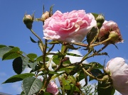 5th Jul 2012 - Blue sky ,pink rose
