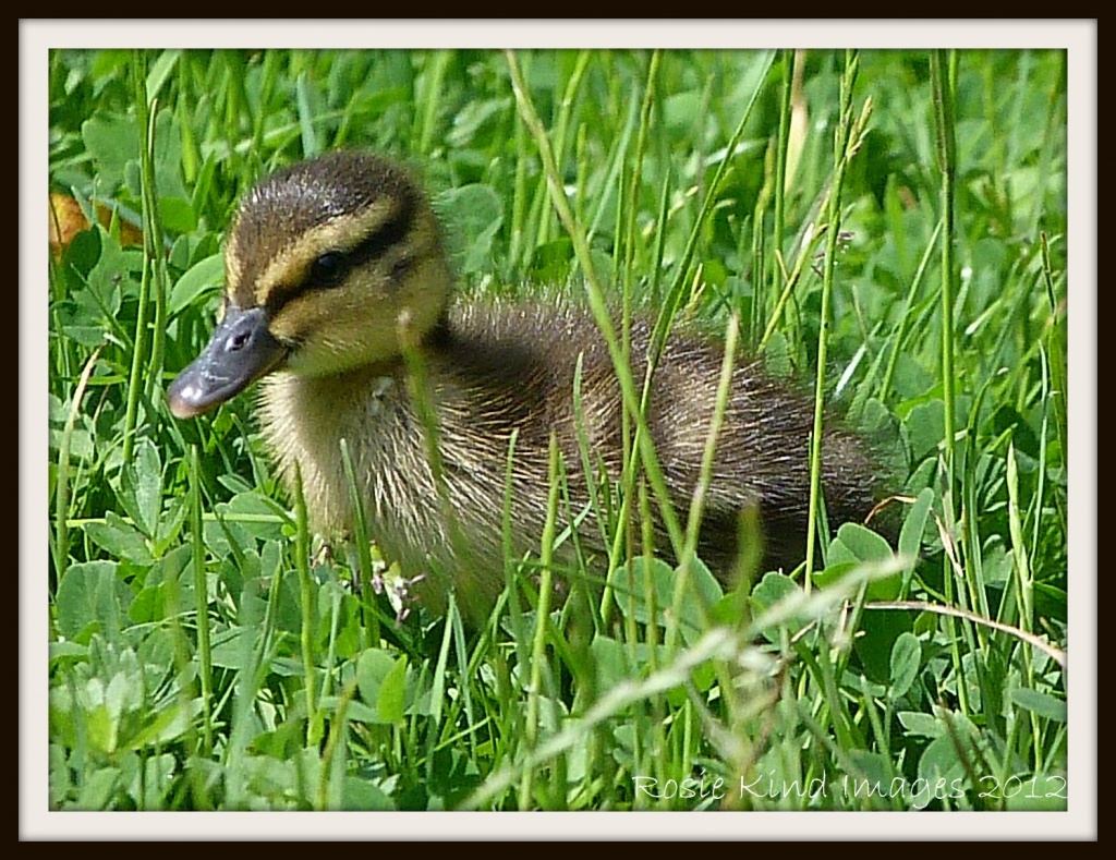 Duckling by River Ouse, St Neots by rosiekind