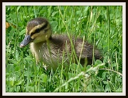 5th Jul 2012 - Duckling by River Ouse, St Neots