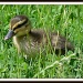 Duckling by River Ouse, St Neots by rosiekind