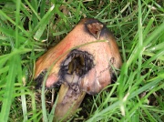 5th Jul 2012 - Fungi