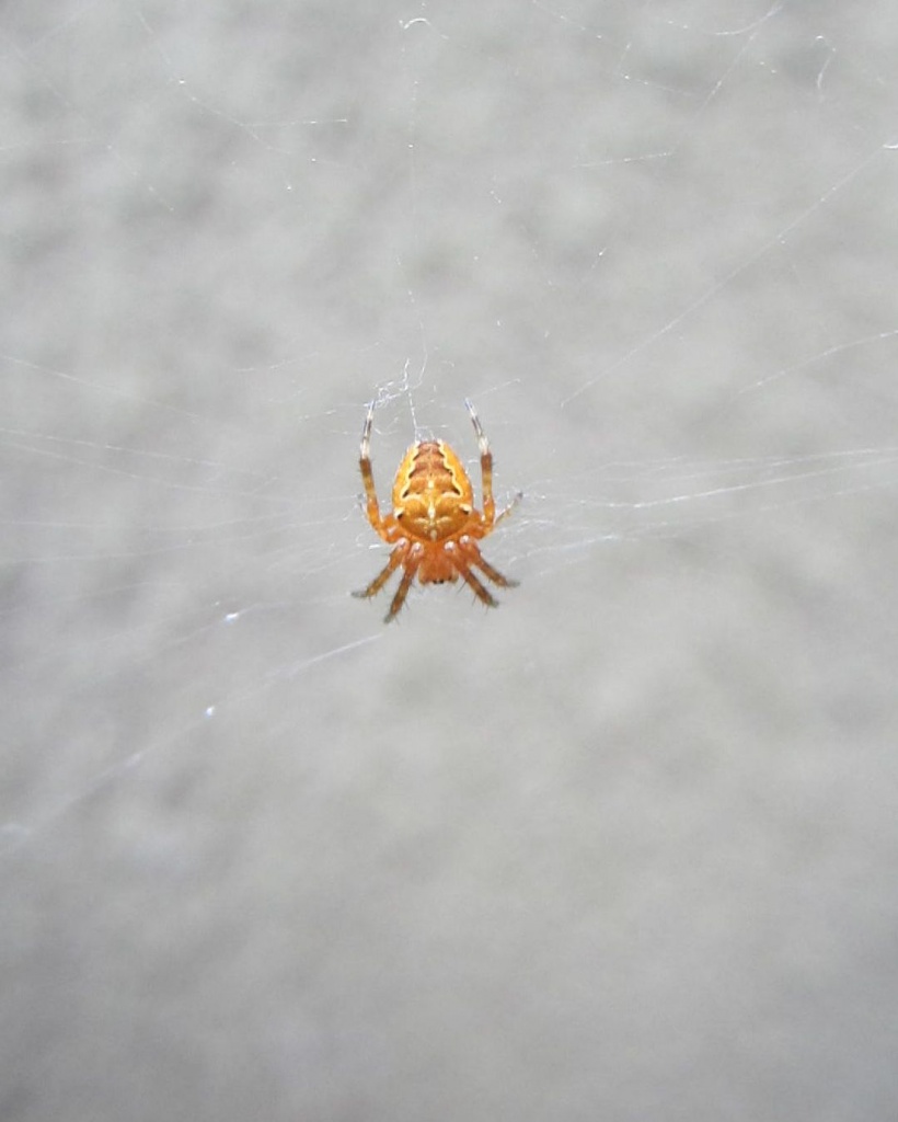 Narančasti paučić by vesna0210