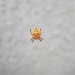 Narančasti paučić by vesna0210