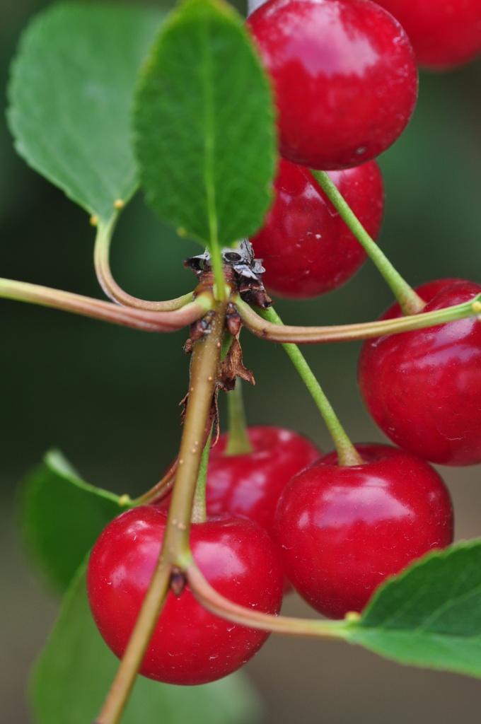  Cherries by jayberg