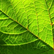 5th Jul 2012 - Leaf Green