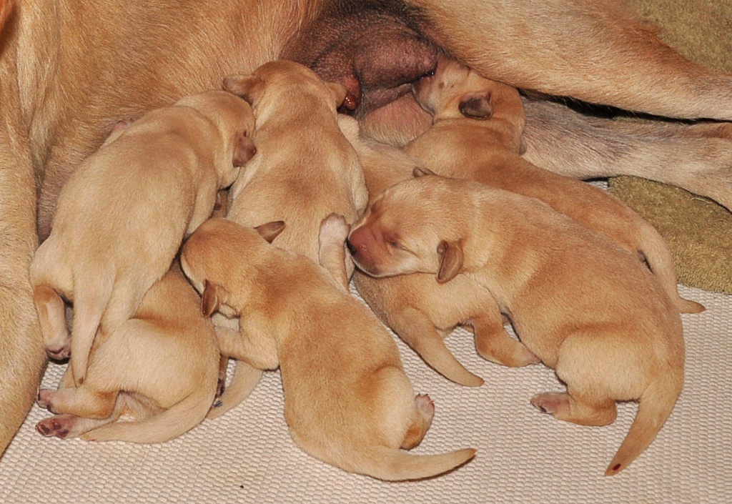 future guide dogs by jantan