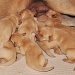 future guide dogs by jantan