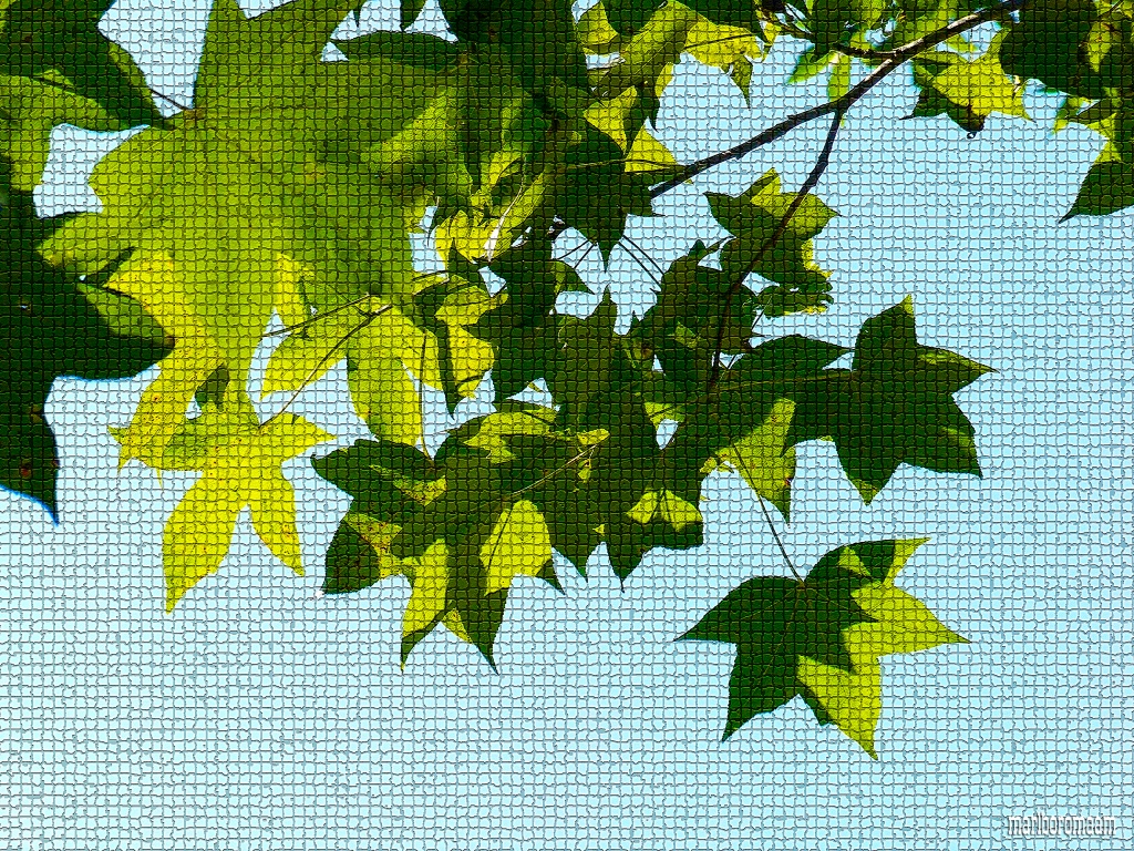 Mosaic leaves... by marlboromaam