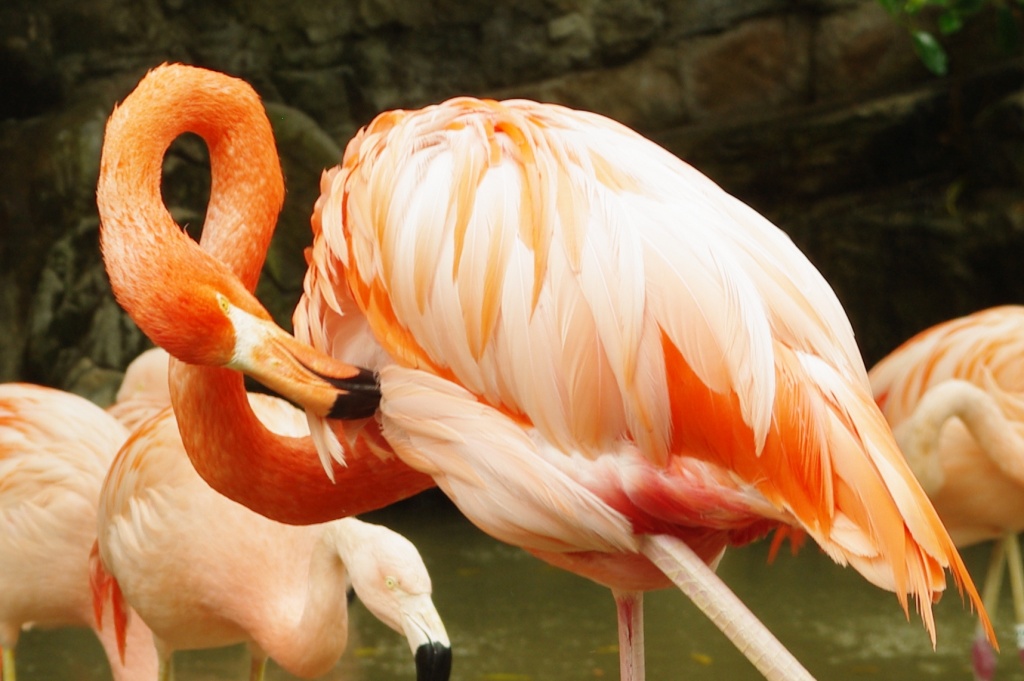 flamingo by vickisfotos