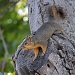 Just a little Squirrely by grannysue