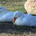 Sleeping Peeping Peking Ducks by grannysue