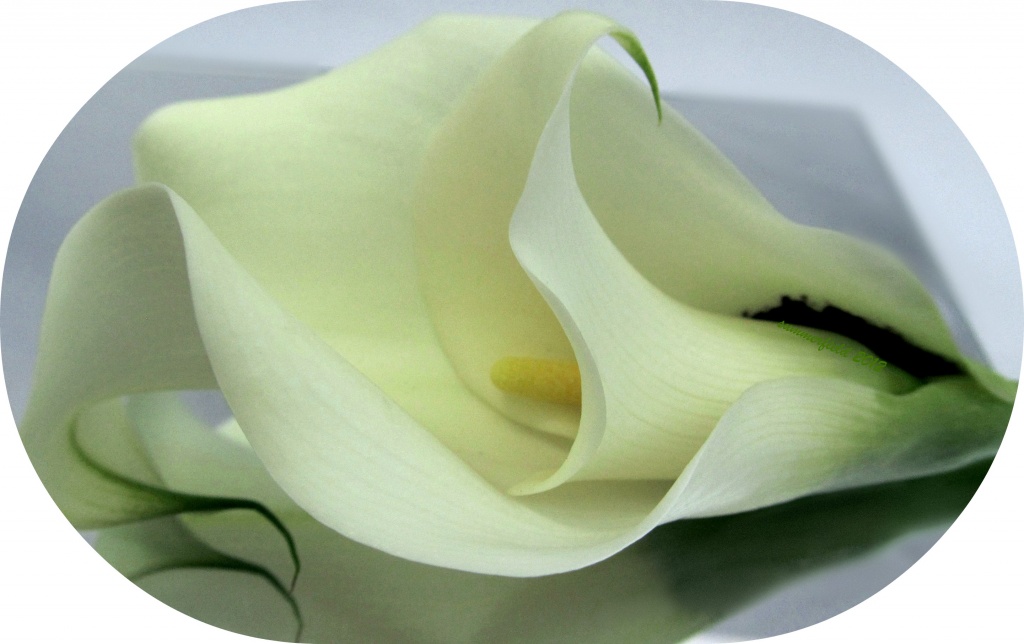 double calla lily part 2 by summerfield