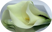 5th Jul 2012 - double calla lily part 2