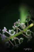 5th Jul 2012 - Pokeberry Blossoms
