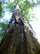6th Jul 2012 - Giant Redwood Trees