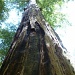 Giant Redwood Trees by handmade
