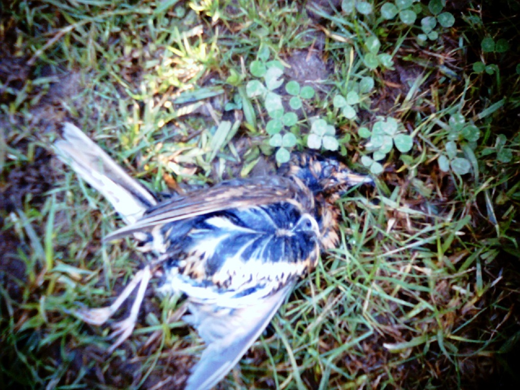 dead bird by spanner