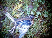 6th Jul 2012 - dead bird