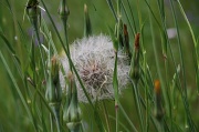 28th Jun 2012 - Prisoner - Meadow Salsify (Tragopogon pratensis) - Piennarpukinparta 