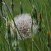 Prisoner - Meadow Salsify (Tragopogon pratensis) - Piennarpukinparta  by annelis