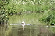 29th Jun 2012 - Whooper Swan (Cygnus cygnus) - Laulujoutsen IMG_5370