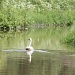 Whooper Swan (Cygnus cygnus) - Laulujoutsen IMG_5370 by annelis