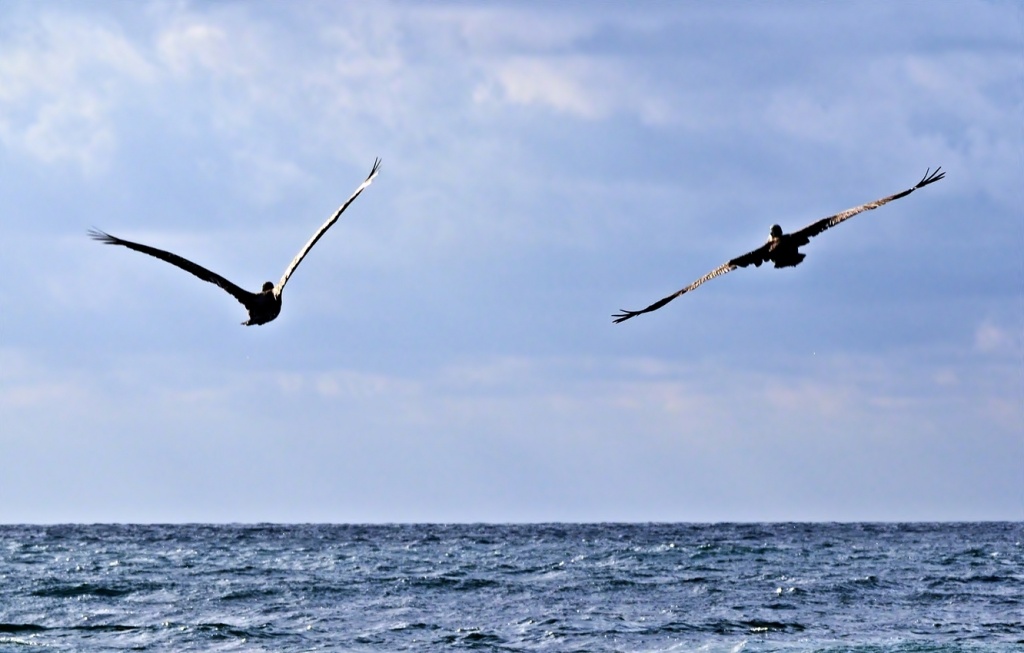 Pelican Fly Over by soboy5