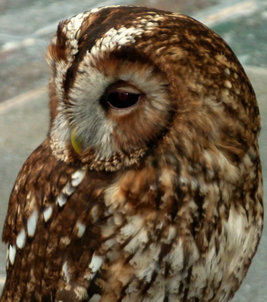 Little Owl by tonygig