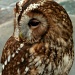 Little Owl by tonygig