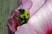 6th Jul 2012 - July 6   Pollination at its finest!