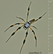 6th Jul 2012 - Argiope Spider